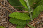 Carolina false vervain